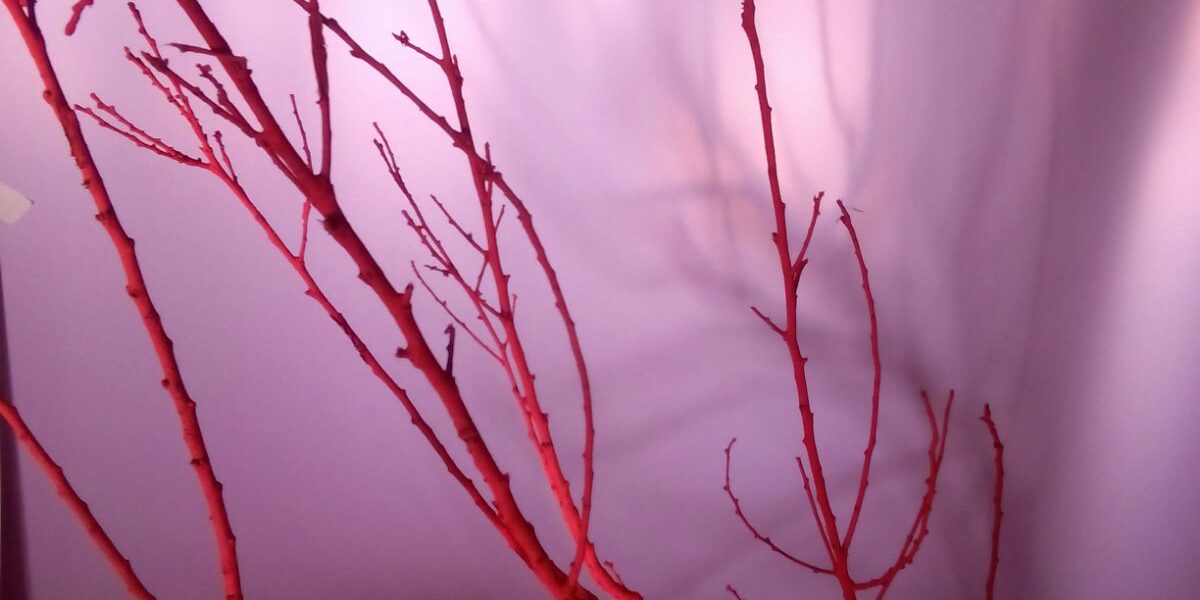 Ramas rojas sobre fondo rosa