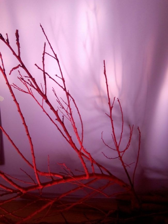 Ramas rojas sobre fondo rosa